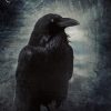 The crow